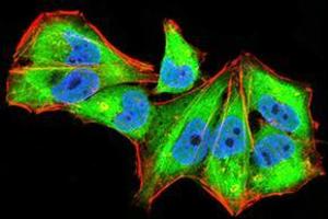 Immunofluorescence analysis of Hela cells using IL1RAPL1 mouse mAb (green).