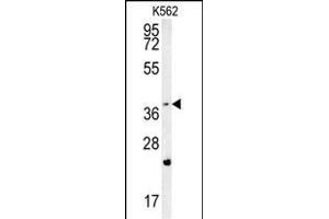FBXW12 Antibody (C-term) (ABIN654226 and ABIN2844060) western blot analysis in K562 cell line lysates (35 μg/lane). (FBXW12 anticorps  (C-Term))