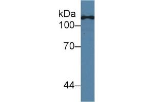 Western Blot; Sample: Human Hela cell lysate; Primary Ab: 2µg/ml Mouse Anti-Human TLR5 Antibody Second Ab: 0. (TLR5 anticorps  (AA 693-858))