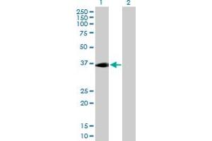 Western Blot analysis of ADORA2A expression in transfected 293T cell line by ADORA2A MaxPab polyclonal antibody. (Adenosine A2a Receptor anticorps  (AA 1-412))