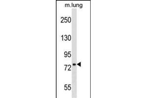 DNAJC10 Antibody (N-term) (ABIN1539465 and ABIN2850132) western blot analysis in mouse lung tissue lysates (35 μg/lane). (DNAJC10 anticorps  (N-Term))
