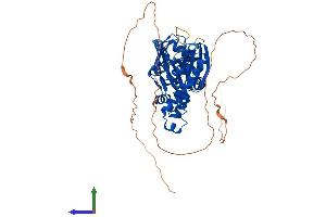 AlphaFold protein structure predicition of Mouse Recombinant Pank1 Protein, UniprotID Q8K4K6