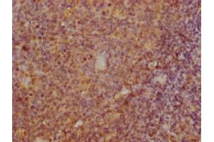 IHC image of ABIN7172255 diluted at 1:100 and staining in paraffin-embedded human tonsil tissue performed on a Leica BondTM system.