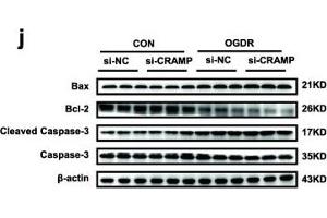 CRAMP is reduced in cardiac ischemia/reperfusion (I/R) injury and prevents cardiomyocyte apoptosis. (BAX anticorps  (AA 1-100))