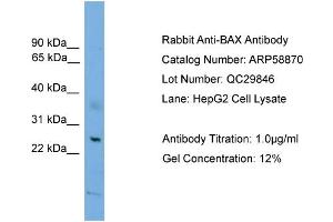 WB Suggested Anti-BAX  Antibody Titration: 0.