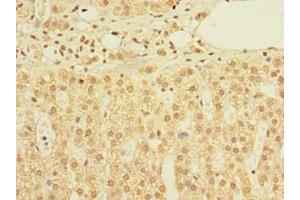 Immunohistochemistry of paraffin-embedded human adrenal gland tissue using ABIN7159912 at dilution of 1:100 (TIMM9 anticorps  (AA 2-89))