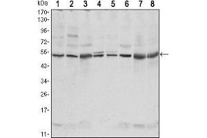 Western blot analysis using CSK mouse mAb against NIH/3T3 (1),Hela (2),COS7 (3), Jurkat (4), Raw246. (CSK anticorps)