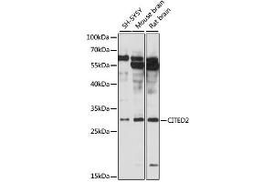 Western blot analysis of extracts of various cell lines, using CITED2 antibody (ABIN6291914) at 1:3000 dilution. (CITED2 anticorps)