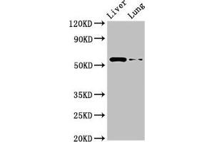 Western Blot Positive WB detected in: Rat liver tissue, Rat lung tissue All lanes: CCZ1 antibody at 2. (CCZ1 anticorps  (AA 201-482))