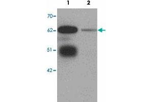 Western blot analysis of LRRTM3 in mouse brain tissue lysate with LRRTM3 polyclonal antibody  at 0. (LRRTM3 anticorps  (C-Term))