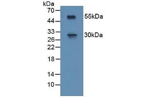 Figure. (RSPO1 anticorps  (AA 21-135))