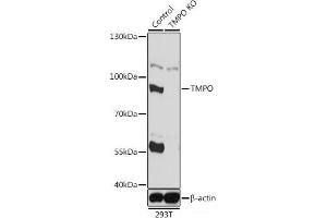 Western blot analysis of extracts from normal (control) and TMPO knockout (KO) 293T cells using TMPO Polyclonal Antibody at dilution of 1:1000. (Thymopoietin anticorps)