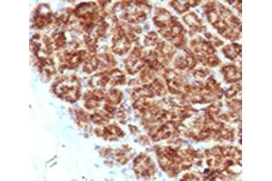 IHC testing of FFPE human pancreas with MAML2 antibody (clone MMLP2-1). (MAML2 anticorps)