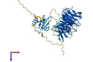 AlphaFold protein structure predicition of Mouse Recombinant Nhlrc1 Protein, UniprotID Q8BR37