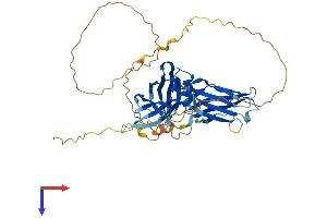 AlphaFold protein structure predicition of Human Recombinant SYT13 Protein, UniprotID Q7L8C5