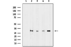 anti-H1 Histone Family, Member O, Oocyte-Specific (H1FOO) antibody