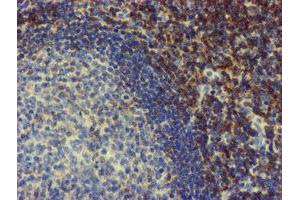 Image no. 2 for anti-N-Myristoyltransferase 2 (NMT2) antibody (ABIN1499784)