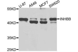 Western blot analysis of extracts of various cell lines, using INHBB antibody (ABIN5995978) at 1/1000 dilution. (INHBB anticorps)