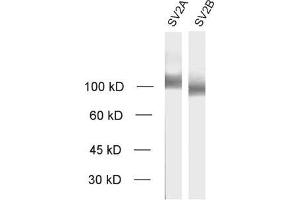 SV2A anticorps  (AA 2-17)