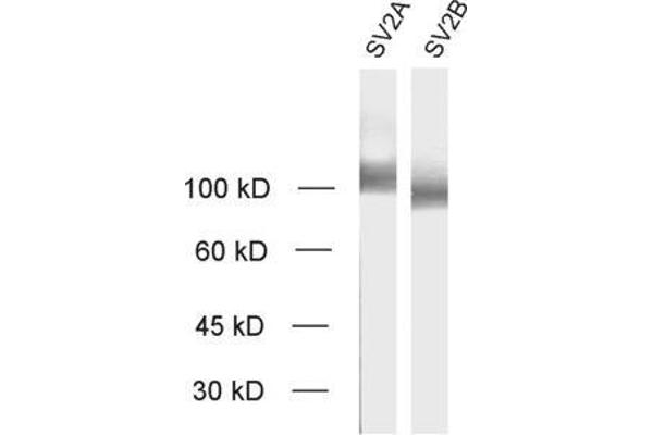 SV2A anticorps  (AA 2-17)