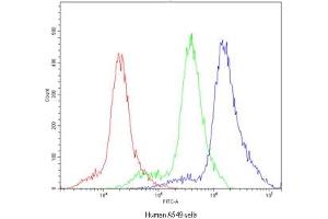 Flow cytometry testing of human A549 cells with POR antibody at 1ug/10^6 cells (blocked with goat sera) (POR anticorps)