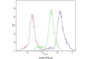 Flow cytometry testing of human A549 cells with POR antibody at 1ug/10^6 cells (blocked with goat sera) (POR anticorps)