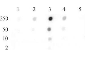 Histone H2B dimethyl Lys46 pAb tested by dot blot analysis.
