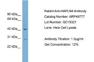 WB Suggested Anti-HAPLN4  Antibody Titration: 0. (HAPLN4 anticorps  (C-Term))
