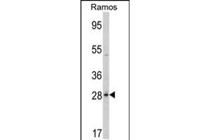 Western blot analysis of PGLS Antibody in Ramos cell line lysates (35ug/lane) (PGLS anticorps  (C-Term))