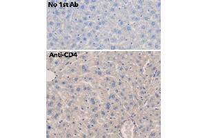 IHC of mouse liver using anti-CD4 antibody and FFPE tissue after heat-induced antigen retrieval.