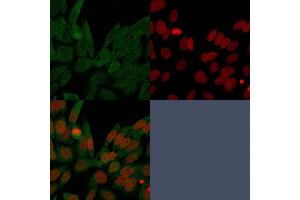 Immunofluorescence Analysis of PFA-fixed HeLa cells labeling IDH1. (IDH1 anticorps  (AA 281-414))