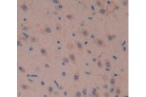 IHC-P analysis of Mouse Tissue, with DAB staining. (Fascin 2 anticorps  (AA 8-278))