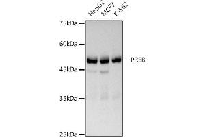 Western blot analysis of extracts of various cell lines, using PREB antibody (ABIN7269547) at 1:1000 dilution. (PREB anticorps)