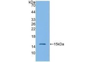 Detection of Recombinant IL4, Rabbit using Polyclonal Antibody to Interleukin 4 (IL4) (IL-4 anticorps  (AA 26-147))