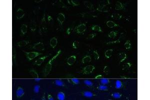 Immunofluorescence analysis of U-2 OS cells using IDH3A Polyclonal Antibody at dilution of 1:100.