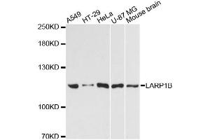 Western blot analysis of extracts of various cell lines, using LARP1B antibody. (LARP1B anticorps)