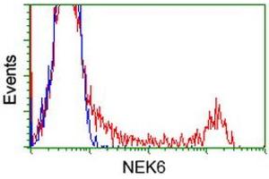Flow Cytometry (FACS) image for anti-NIMA (Never in Mitosis Gene A)-Related Kinase 6 (NEK6) antibody (ABIN1499684) (NEK6 anticorps)