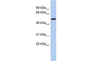 WB Suggested Anti-FBXO3 Antibody Titration:  0. (F-Box Protein 3 anticorps  (N-Term))