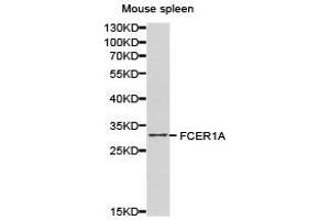 Western Blotting (WB) image for anti-Fc Fragment of IgE Receptor Ia (FCER1A) antibody (ABIN1872668) (Fc epsilon RI/FCER1A anticorps)
