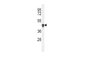 Western blot analysis of PLA2G7 Antibody (Center) (ABIN653776 and ABIN2843066) in HL-60 cell line lysates (35 μg/lane).