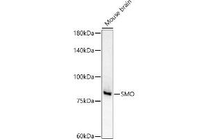 Western blot analysis of extracts of Mouse brain, using SMO antibody (ABIN6130715, ABIN6148140, ABIN6148141 and ABIN6220185) at 1:500 dilution. (SMO anticorps  (AA 554-787))