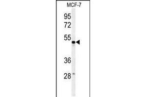 Western blot analysis of PSG7 Antibody in MCF-7 cell line lysates (35ug/lane) (PSG7 anticorps  (C-Term))