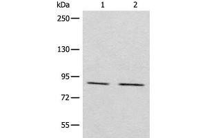 Western blot analysis of Raji and A431 cell lysates using MARK2 Polyclonal Antibody at dilution of 1:800 (MARK2 anticorps)