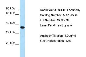 Western Blotting (WB) image for anti-Cysteinyl Leukotriene Receptor 1 (CYSLTR1) (C-Term) antibody (ABIN970495) (CysLTR1 anticorps  (C-Term))