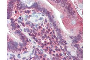 Anti-JAZF1 antibody IHC of human small intestine.