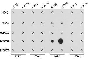 Dot-blot analysis of all sorts of methylation peptides using MonoMethyl-Histone H3-K36 antibody.