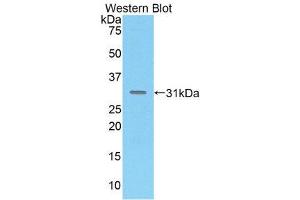 Western Blotting (WB) image for anti-Mucosal Vascular Addressin Cell Adhesion Molecule 1 (MADCAM1) (AA 29-297) antibody (ABIN1859736) (MADCAM1 anticorps  (AA 29-297))