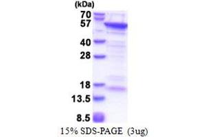 SDS-PAGE (SDS) image for CUE Domain Containing 1 (CUEDC1) (AA 1-386) protein (His tag) (ABIN5853457) (CUEDC1 Protein (AA 1-386) (His tag))