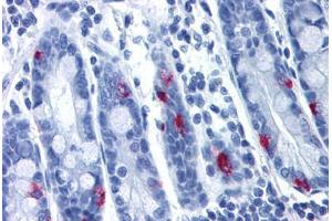 Anti-MLNR antibody  ABIN1049064 IHC staining of human small intestine. (Motilin Receptor anticorps  (Cytoplasmic Domain))