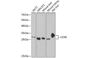 Western blot analysis of extracts of various cell lines using CCNC Polyclonal Antibody at dilution of 1:1000. (Cyclin C anticorps)